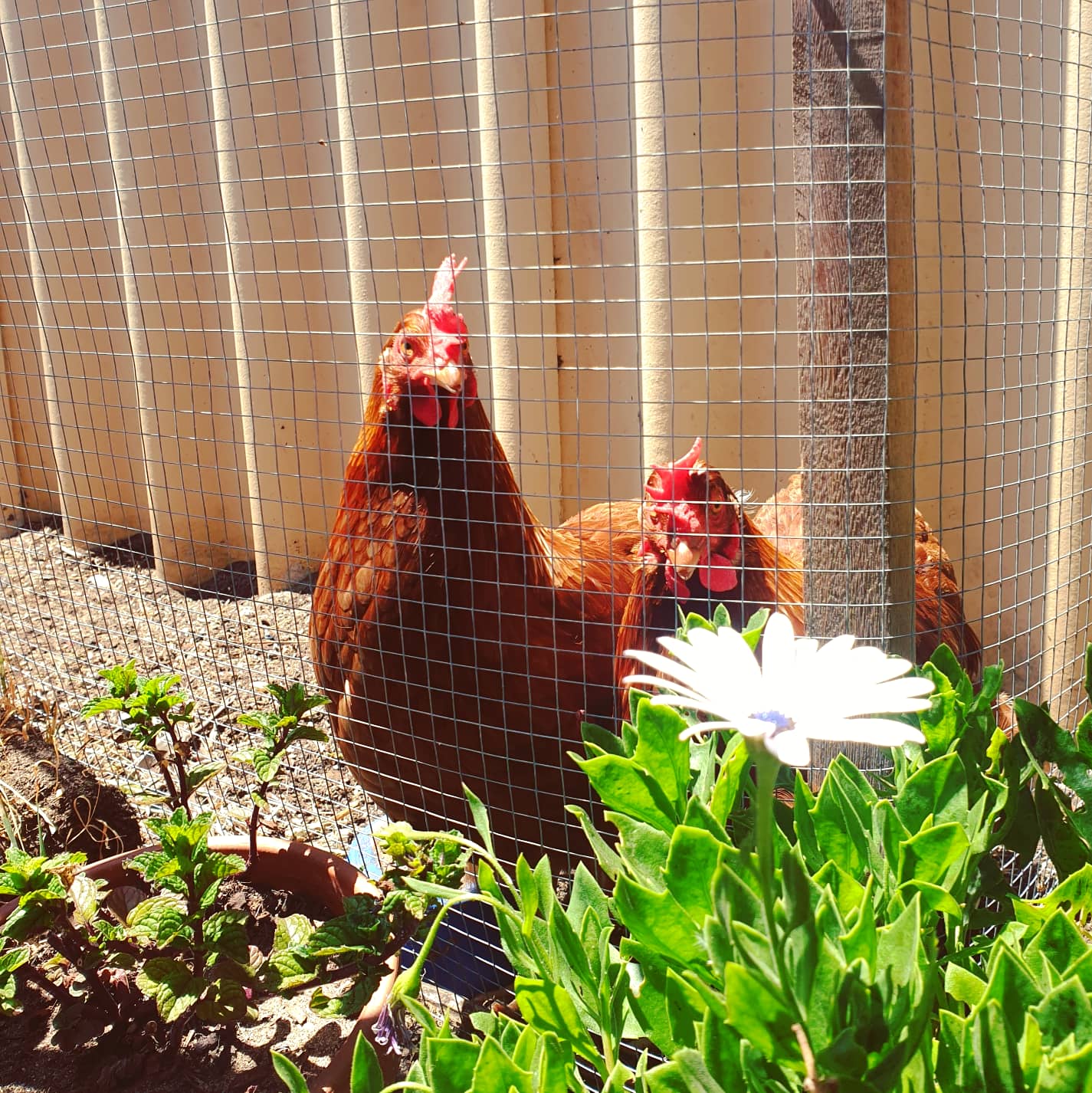 Chasing Sunshine & Missing My Chickens