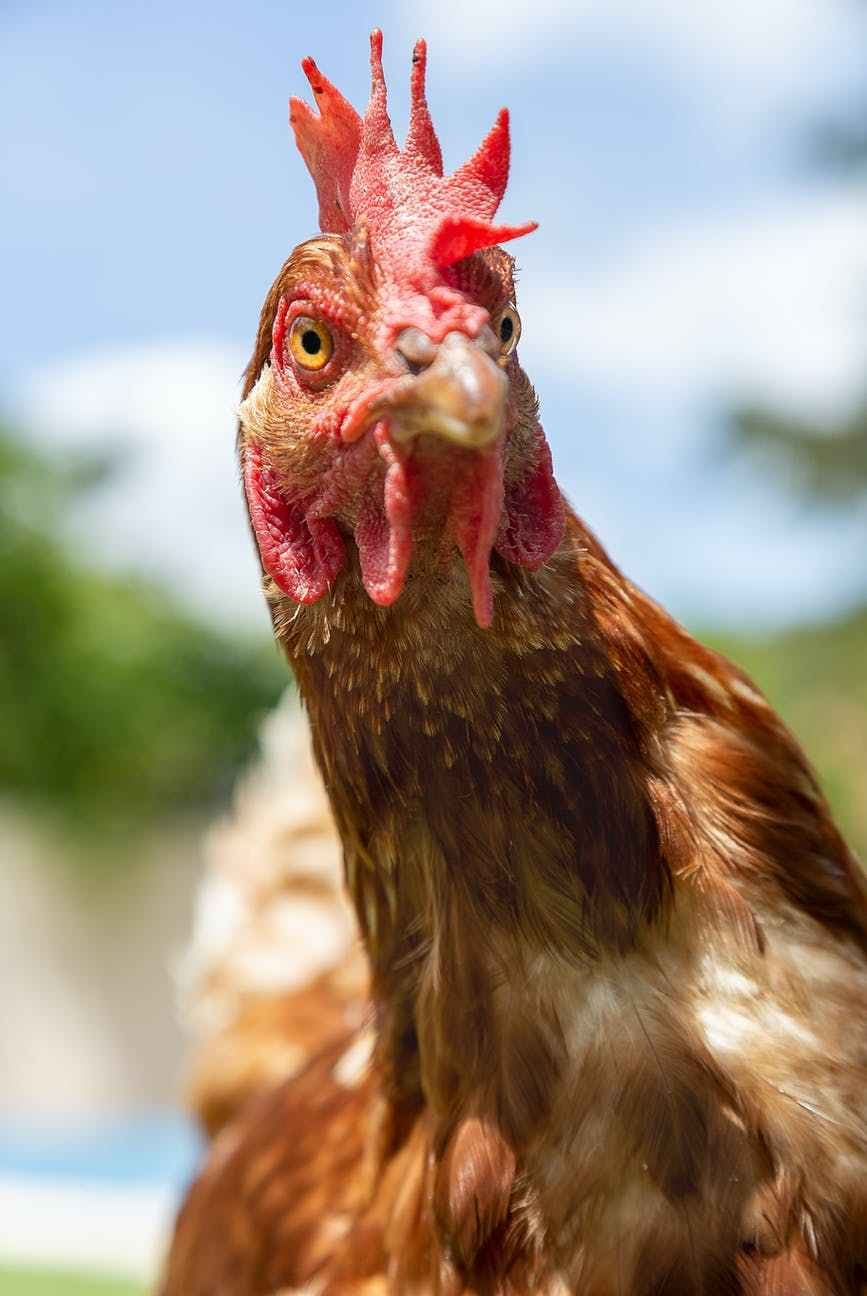 Chicken Run In The Burbs